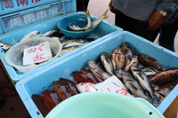 画像：プチ海の駅in下松市栽培漁業センターの開催について４