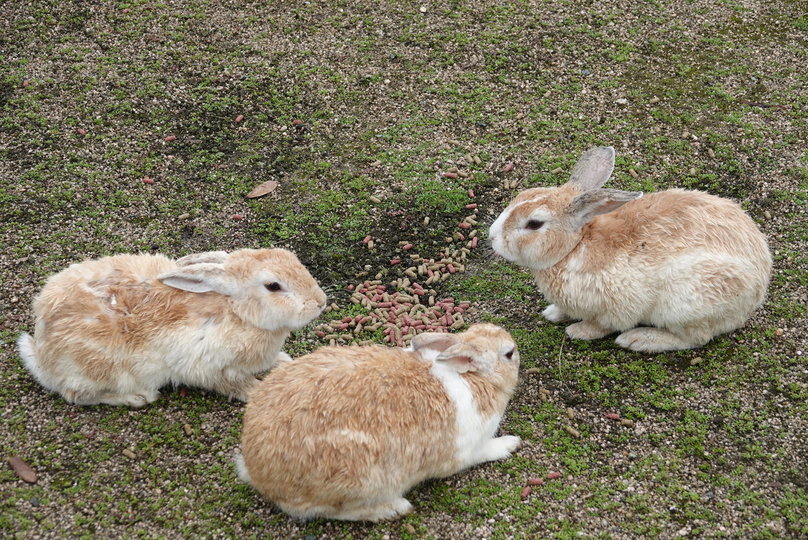 画像：大久野島