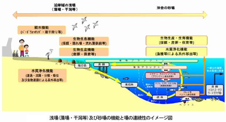画像:海砂採取による深掘跡の修復による海洋環境の改善3
