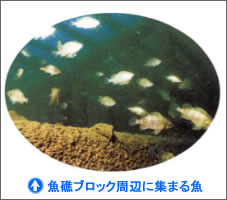 写真：魚礁ブロックに集まる魚